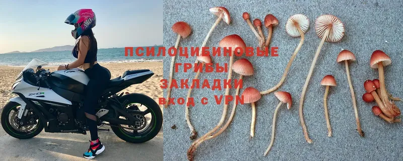 где можно купить наркотик  Балтийск  Галлюциногенные грибы Psilocybe 