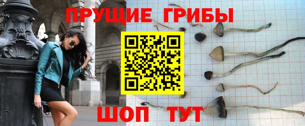 купить наркотик  Вход с VPN  Балтийск  Псилоцибиновые грибы прущие грибы 
